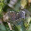 Eastern Tailed-Blue