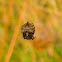 Star-Bellied Orb Weaver Spider