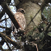 immature Northern Goshawk