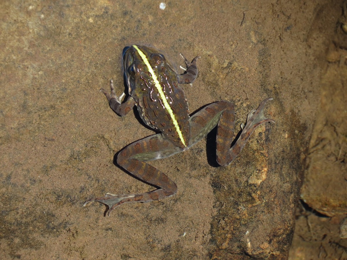 Common river frog
