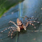 Jumping Spider