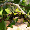 Thorn Treehopper