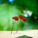 Red Pinwheel Marasmius
