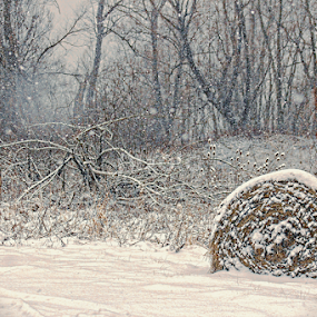 Winterscene by Terenti Bittner - Landscapes Weather