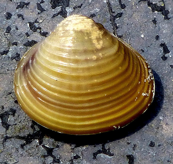 Asian Clam Project Noah