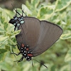 Great Purple Hairstreak Butterfly