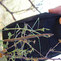 walking stick, stick insects mating