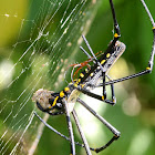 Golden Orb Web Weaver Spider