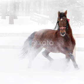 just a horse by Dana Corina Popescu - Animals Horses