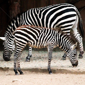 ZEBRA-Crossing by Suvajit Malik - Animals Other
