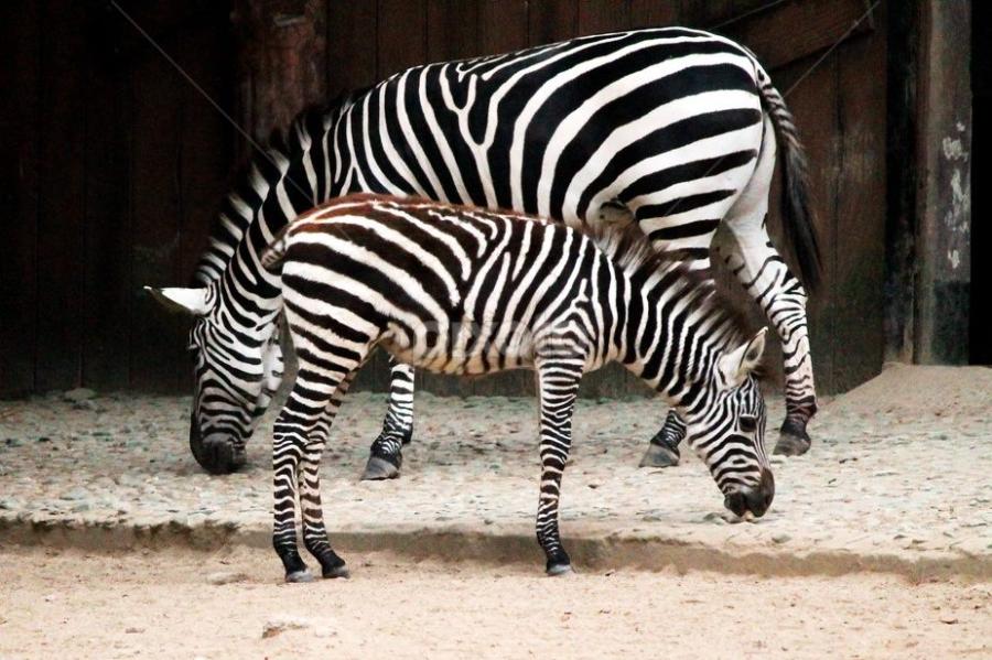 ZEBRA-Crossing by Suvajit Malik - Animals Other