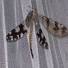 Antlion Lacewing