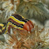 Striped Garden Caterpillar