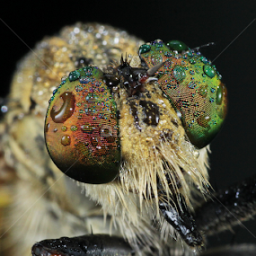 by Hernawan Safari - Animals Insects & Spiders