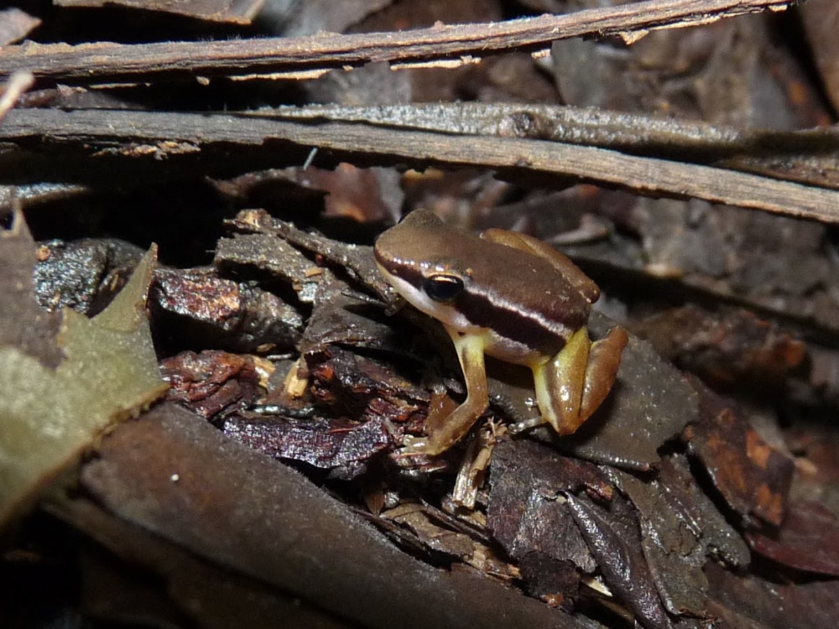 Colostethus frog