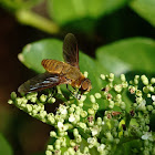 Unknown Bombyliidae