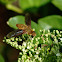 Unknown Bombyliidae