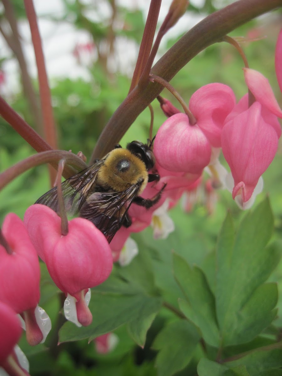 Eastern Carpenter Bee