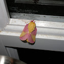 Rosy Maple Moth