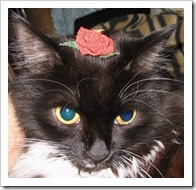 rose-cat