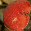 Rhubarb Bolete