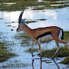 Thompson's Gazelle