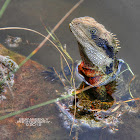 Eastern Water Dragon