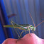 Katydid/bush cricket