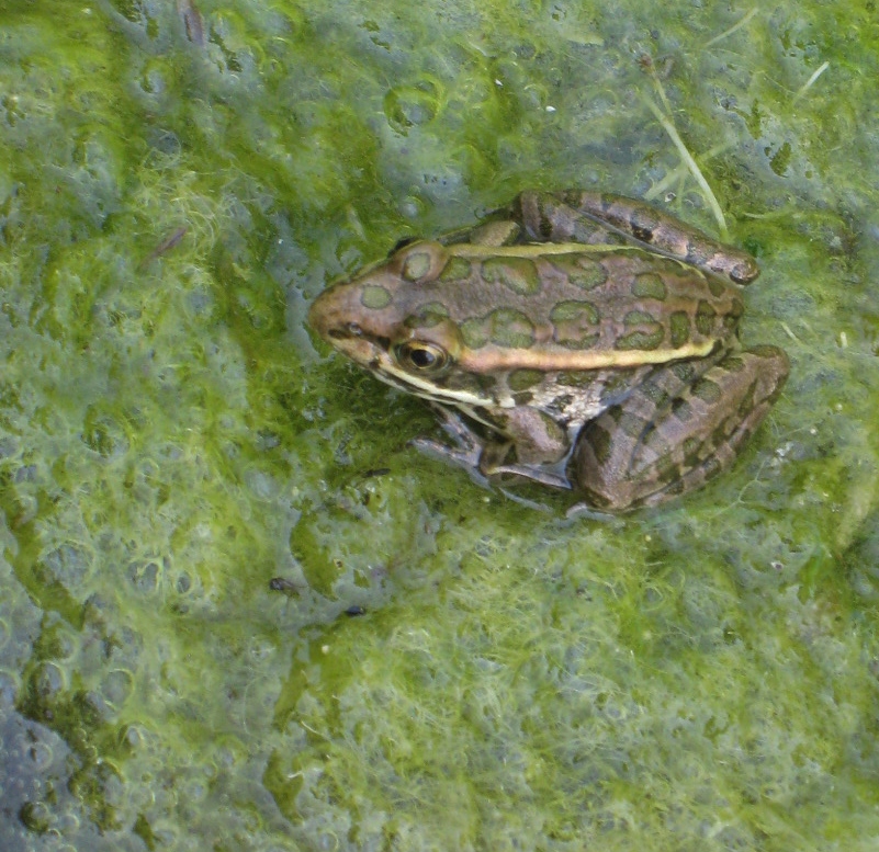 Northern Leopard Frog