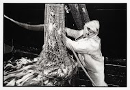 HD57 Elvira. Op de rondviskotter wordt de vis binnengehesen.