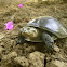 Indian Mud Turtle