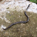 Juvenile Northern Water Snake