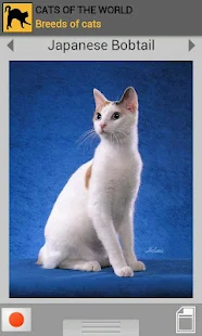 Cats of the world (Premium)