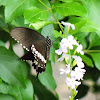 Common Mormon (Male)