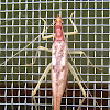 Two-spotted Tree Cricket (female)