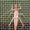 Two-spotted Tree Cricket (female)