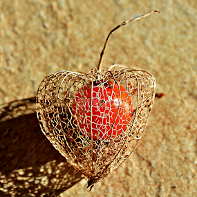 S sjenom by Jelena Puškarić - Nature Up Close Other Natural Objects