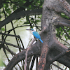 Collared Kingfisher