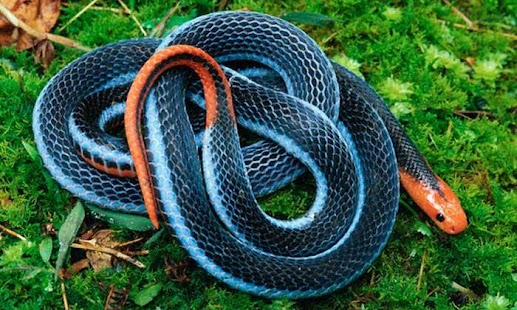 How to mod Snake Wallpaper HD 1.2 unlimited apk for bluestacks