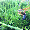 Spider Hunting Wasp