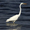 Eastern Great Egret