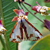 Haploa Moth