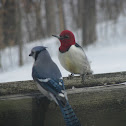Red-headed Woodpecker and Blue Jay