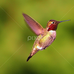 Beautiful Anna by Sherri Woodbridge - Animals Birds
