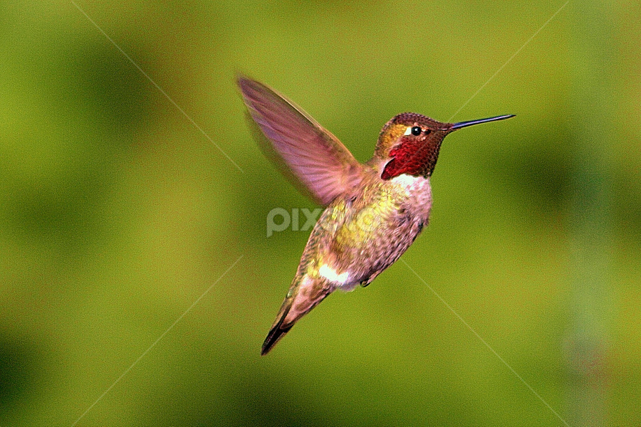 Beautiful Anna by Sherri Woodbridge - Animals Birds