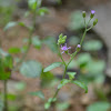 Little ironweed