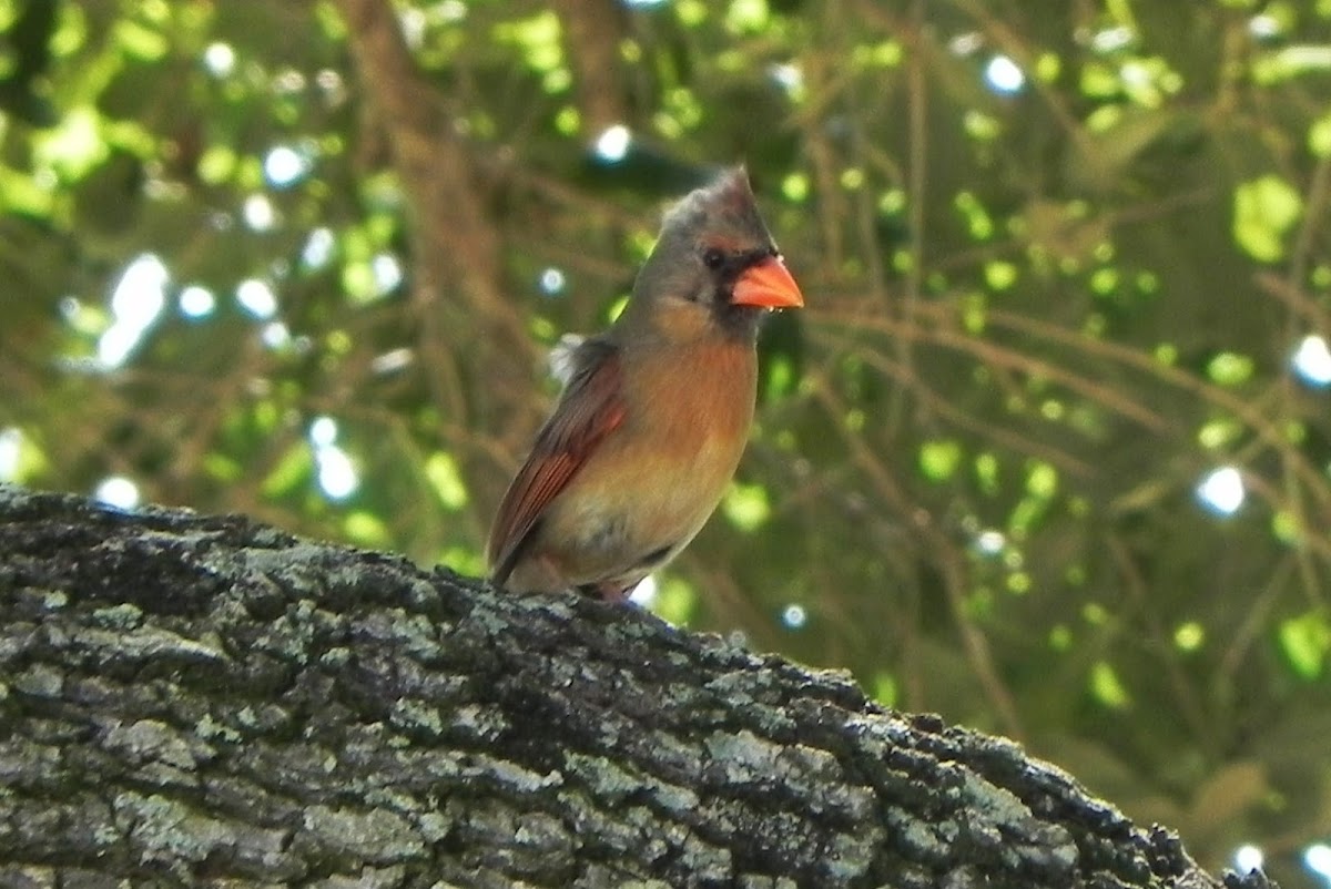 Red Bird or Cardinal