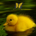 Wonderful Small Duck Live Wall logo