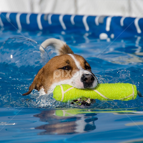 Got it! by Howie George - Animals - Dogs Playing