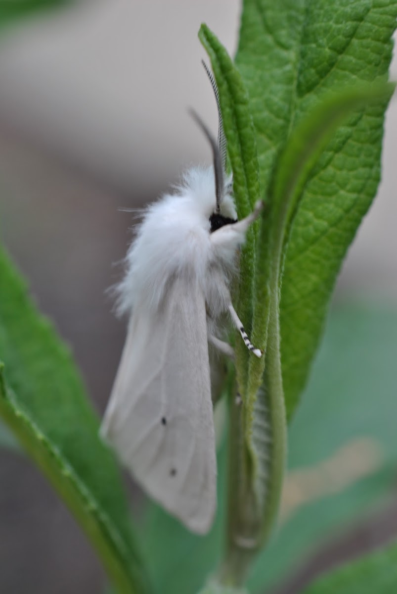 White Moth